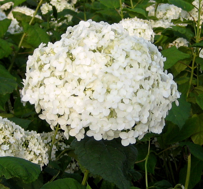 Annabelle Hydrangea | Natorp's Online Plant Store