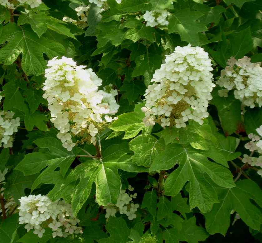 Oakleaf Hydrangea | Natorp's Online Plant Store