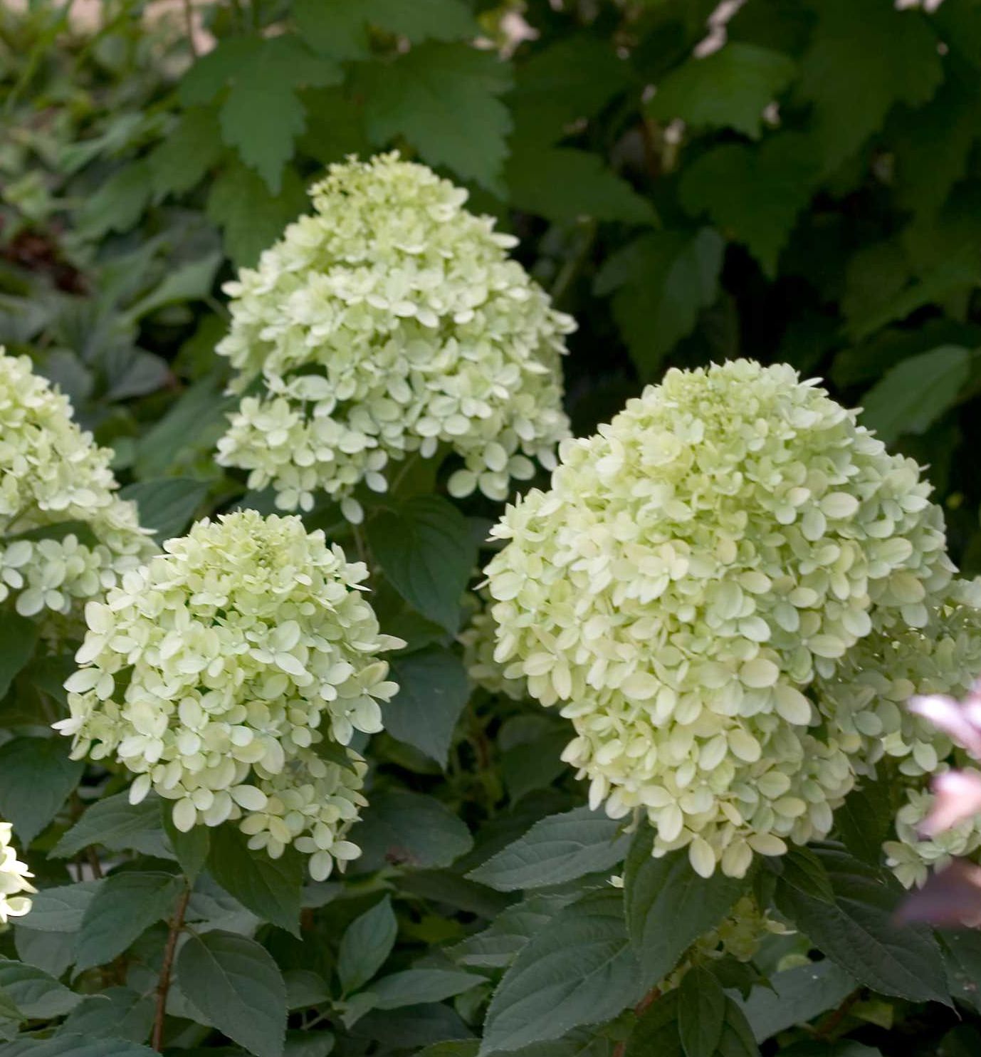 Little Lime Hydrangea Standard | Natorp's Online Plant Store