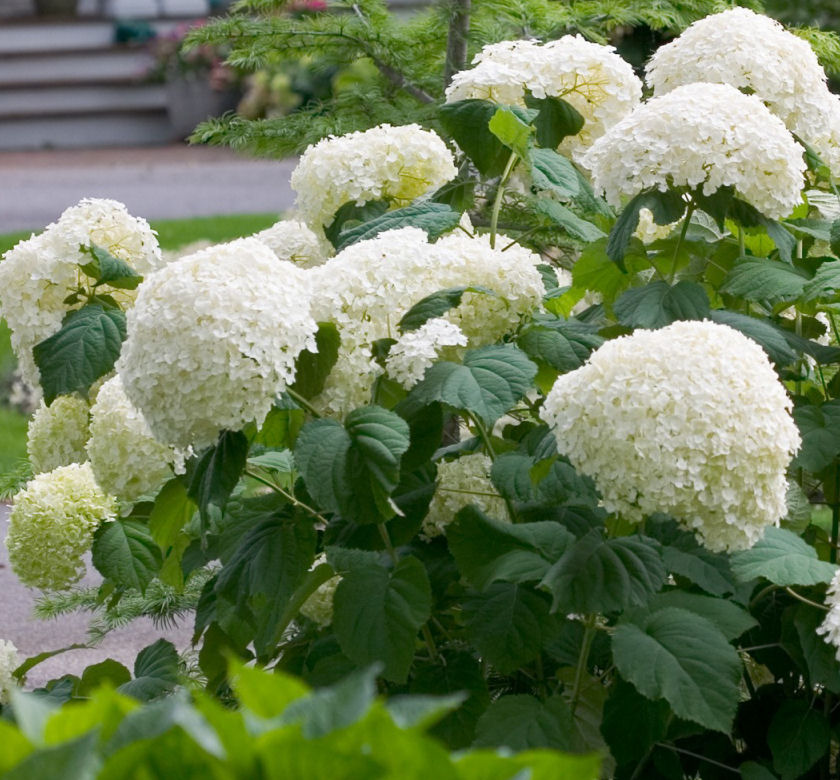 Incrediball® Hydrangea | Natorp's Online Plant Store