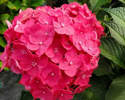 Summer Crush® Endless Summer® Hydrangea | Natorp's Online Plant Store