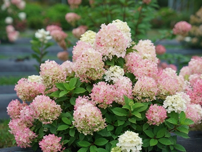 Fire Light Tidbit® Panicle Hydrangea | Natorp's Online Plant Store