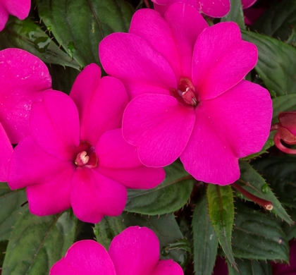 SunStanding Apollo Purple NG Impatiens | Natorp's Online Plant Store