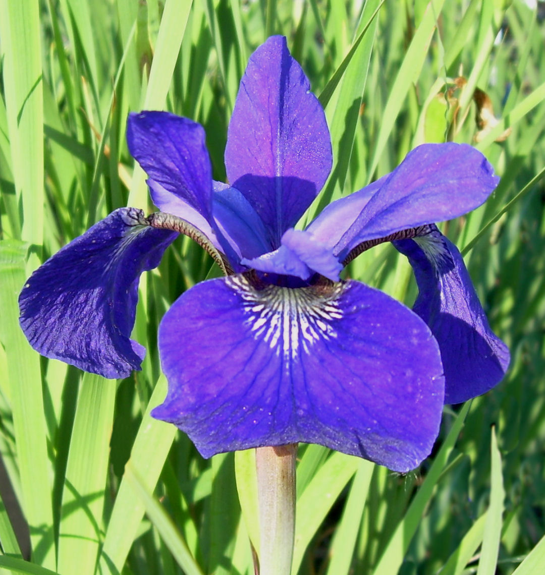 Caesar's Brother Siberian Iris | Natorp's Online Plant Store