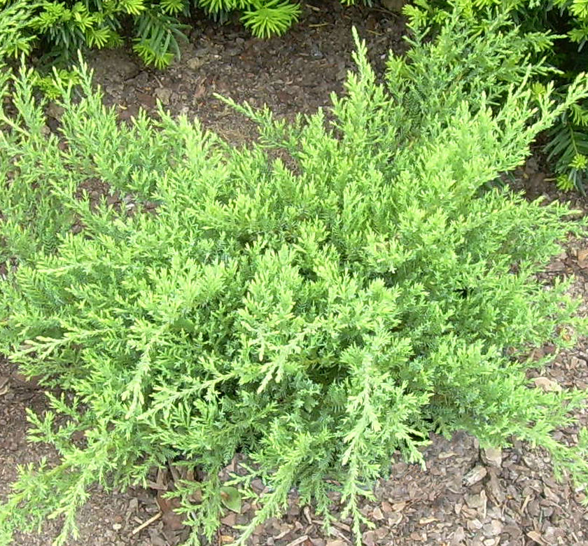 Kallay's Compact Juniper | Natorp's Online Plant Store