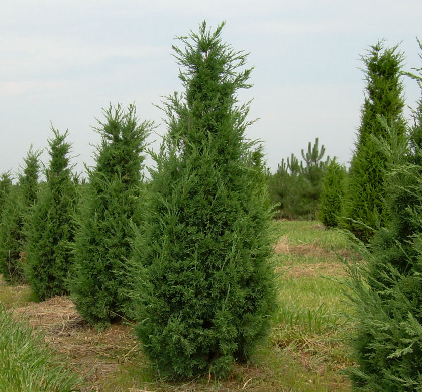 Perfecta Upright Juniper | Natorp's Online Plant Store