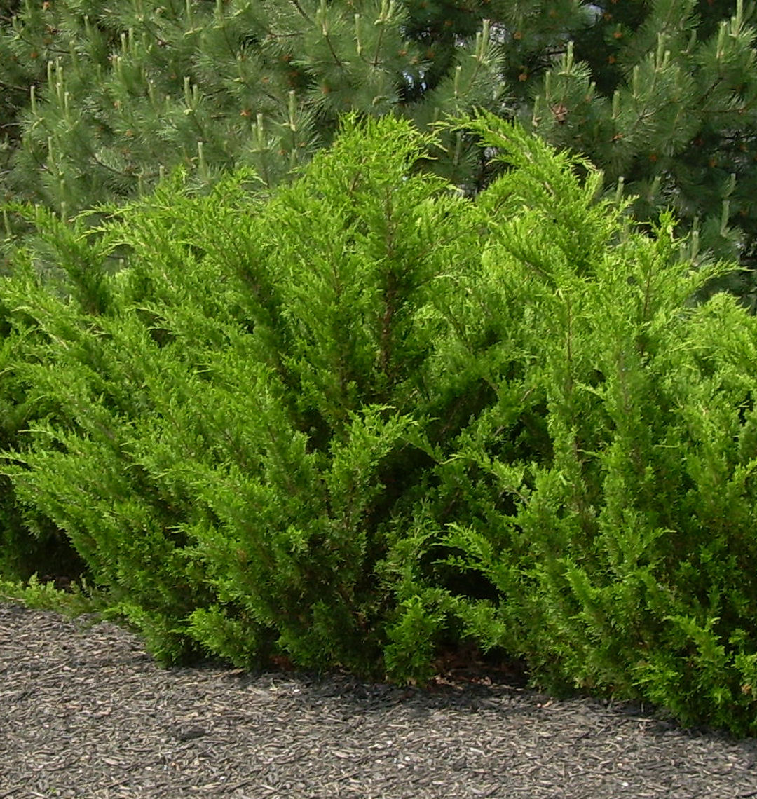 Sea Green Juniper | Natorp's Online Plant Store