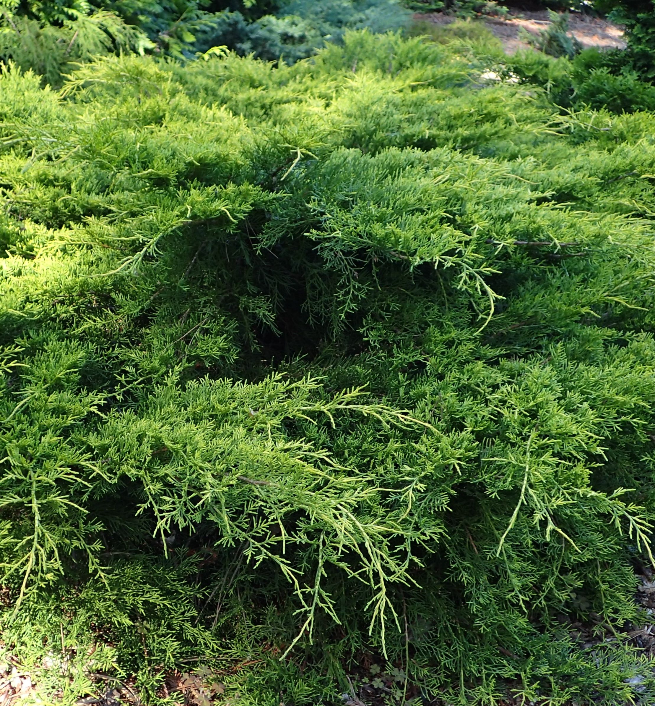 Канадский можжевельник фото Gold Coast Juniper Natorp's Online Plant Store