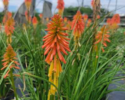 Papaya Popsicle Red Hot Poker | Natorp's Online Plant Store