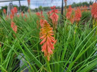 Redhot Popsicle Red Hot Poker | Natorp's Online Plant Store