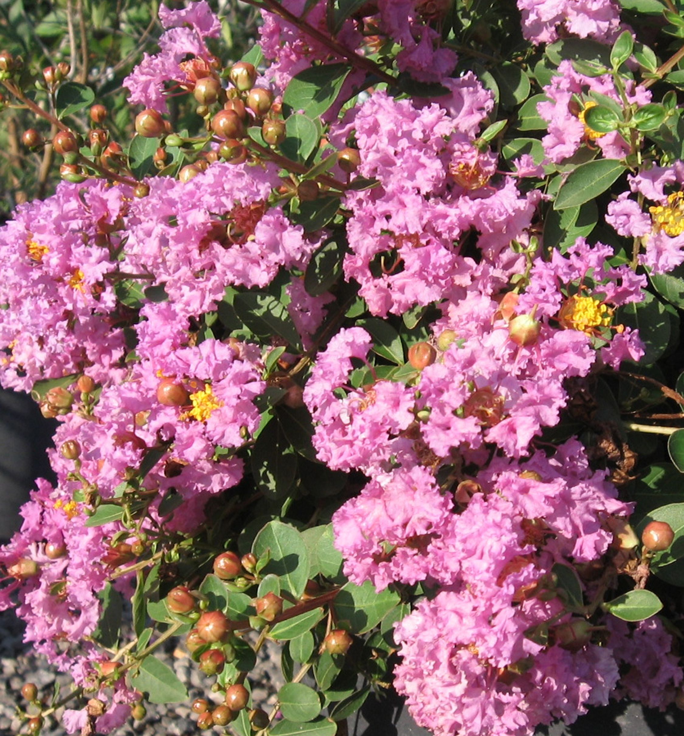 Violet Filli Crape Myrtle | Natorp's Online Plant Store