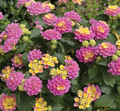 Bandana® Pink Lantana | Natorp's Online Plant Store