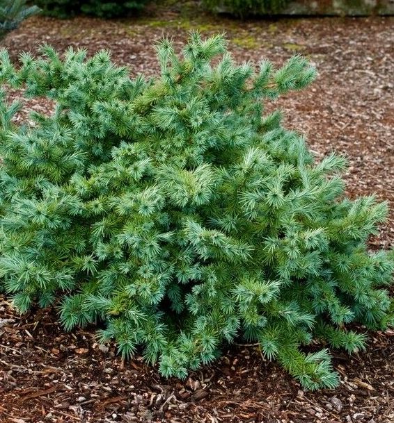 Wolterdingen Japanese Larch | Natorp's Online Plant Store