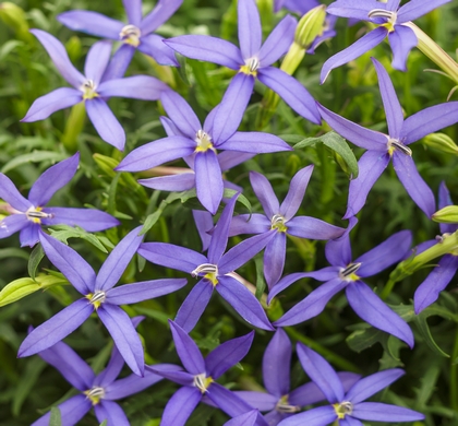 Beth's Blue Laurentia | Natorp's Online Plant Store