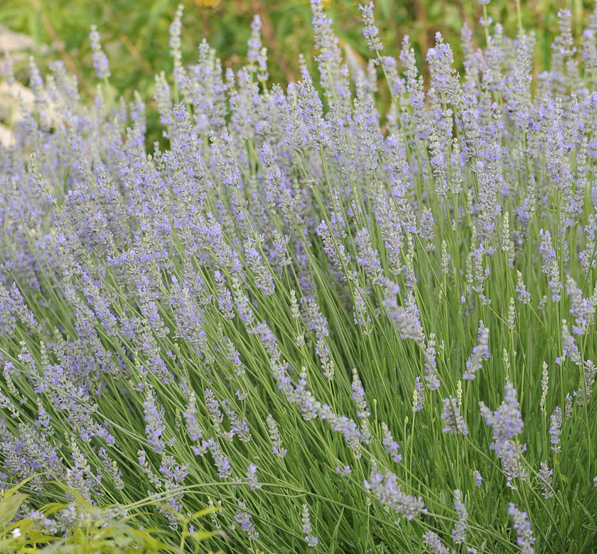 Provence Lavender | Natorp's Online Plant Store