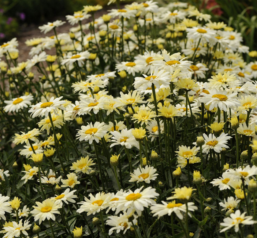 Banana Cream Shasta Daisy | Natorp's Online Plant Store