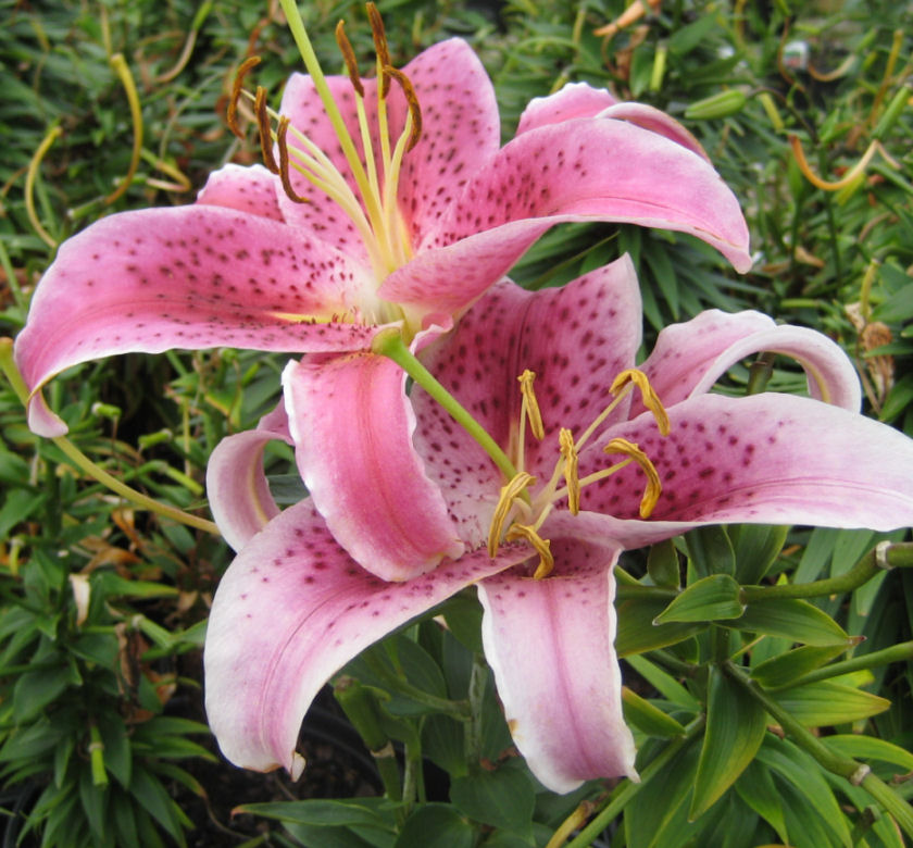 Stargazer Oriental Lily | Natorp's Online Plant Store