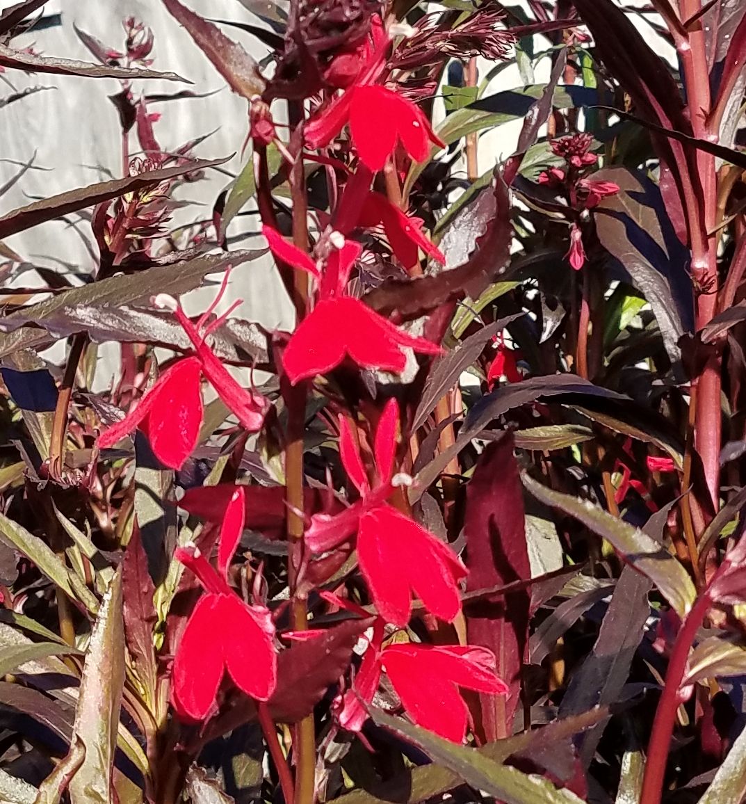 Queen Victoria Cardinal Flower | Natorp's Online Plant Store