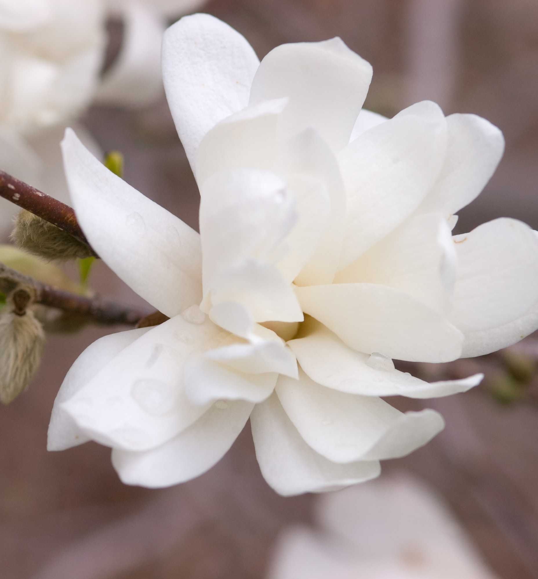 Dr. Merrill Magnolia Multi-Stem | Natorp's Online Plant Store