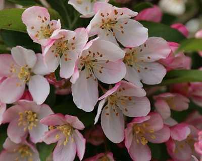 Sparkling Sprite® Crabapple | Natorp's Online Plant Store