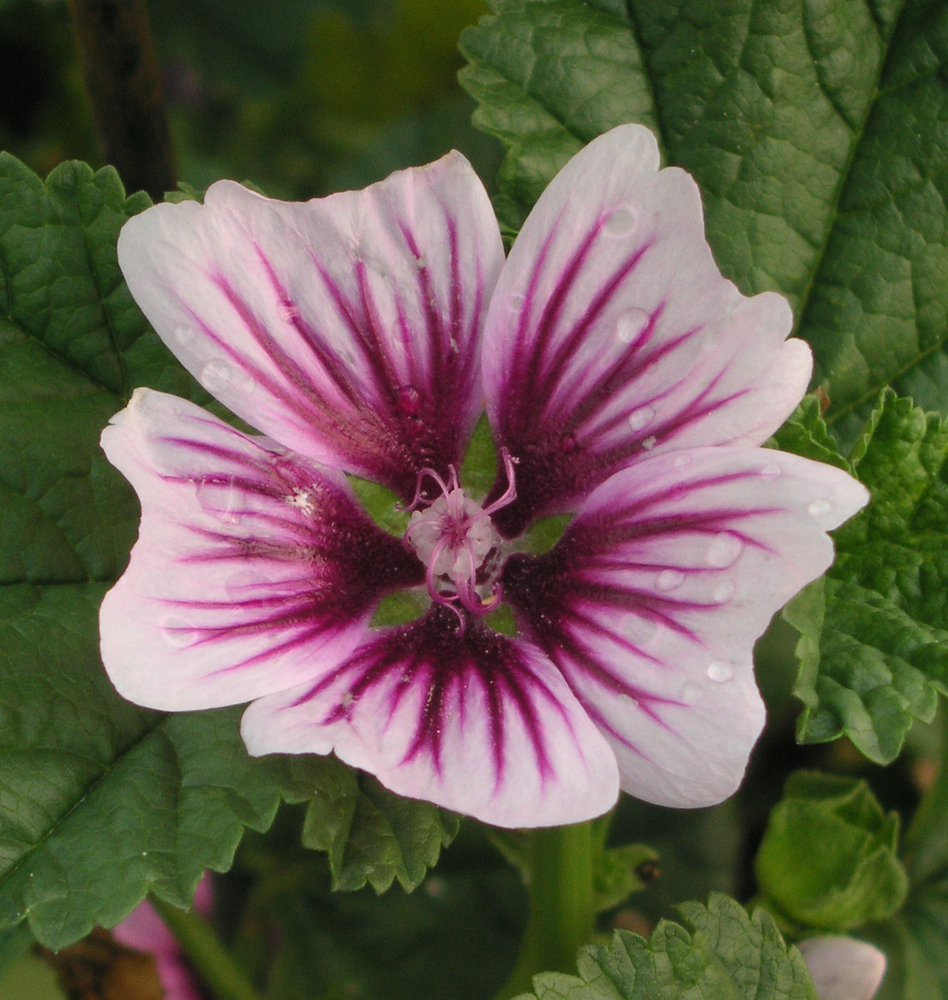 Zebra Mallow | Natorp's Online Plant Store