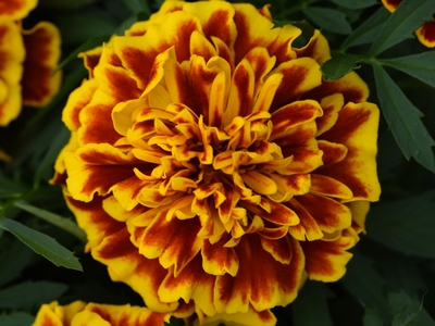 Bonanza™ Bee Dwarf French Marigold | Natorp's Online Plant Store