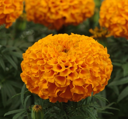 Taishan Orange Marigold | Natorp's Online Plant Store