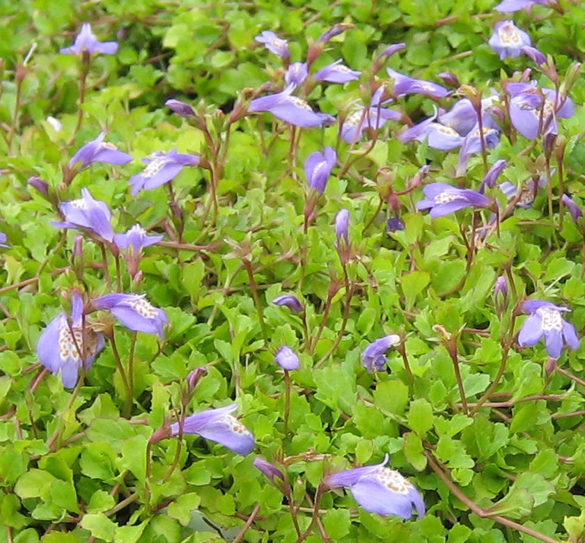 Creeping Blue Mazus | Natorp's Online Plant Store