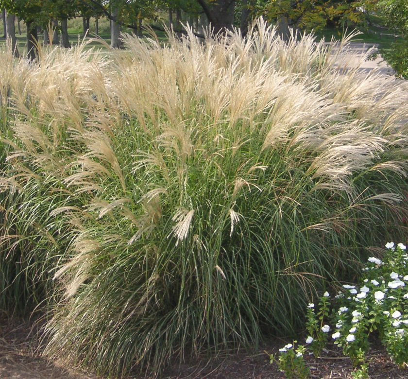 Adagio Maiden Grass | Natorp's Online Plant Store