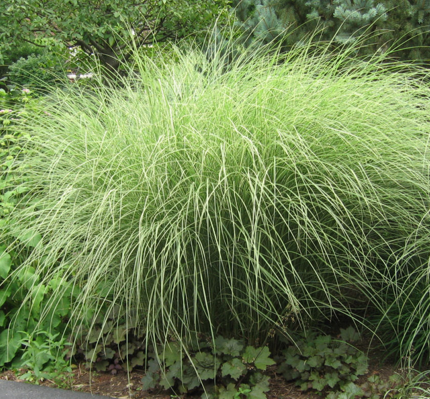 Morning Light Maiden Grass | Natorp's Online Plant Store