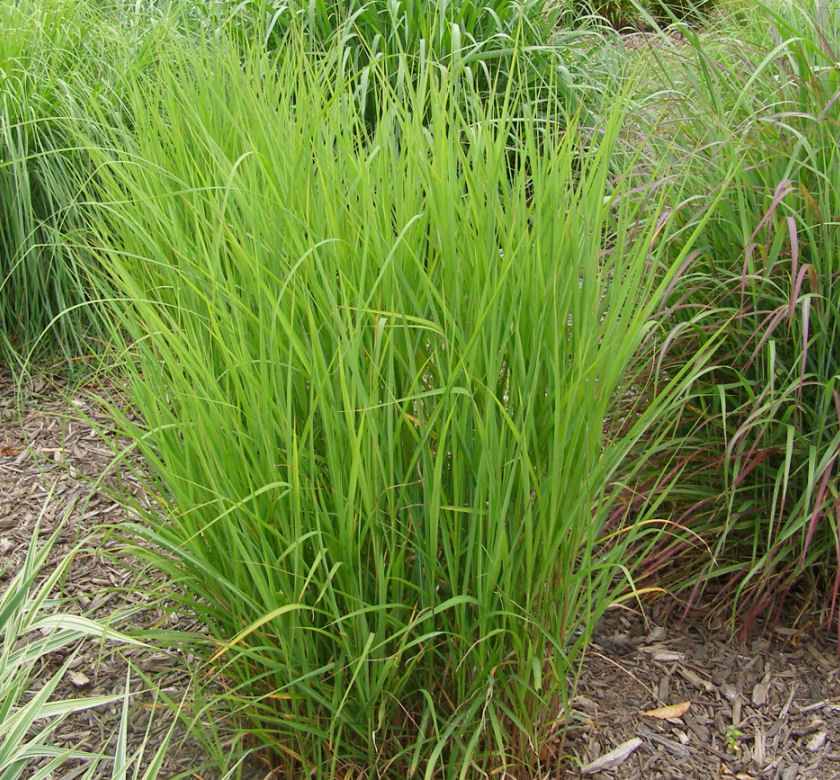 Purple Maiden Grass | Natorp's Online Plant Store