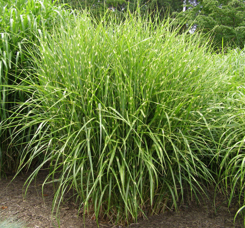 Porcupine Maiden Grass | Natorp's Online Plant Store