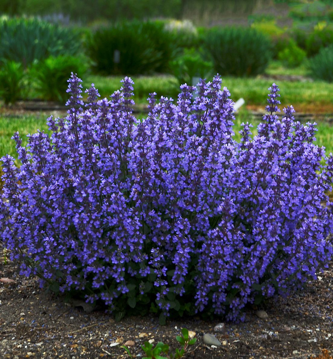 Cat's Pajamas Catmint | Natorp's Online Plant Store