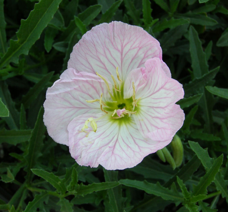 Siskiyou Evening Primrose | Natorp's Online Plant Store