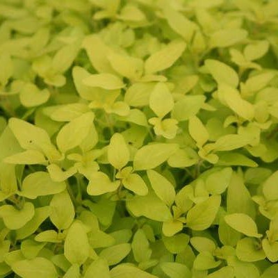 Golden Oregano | Natorp's Online Plant Store