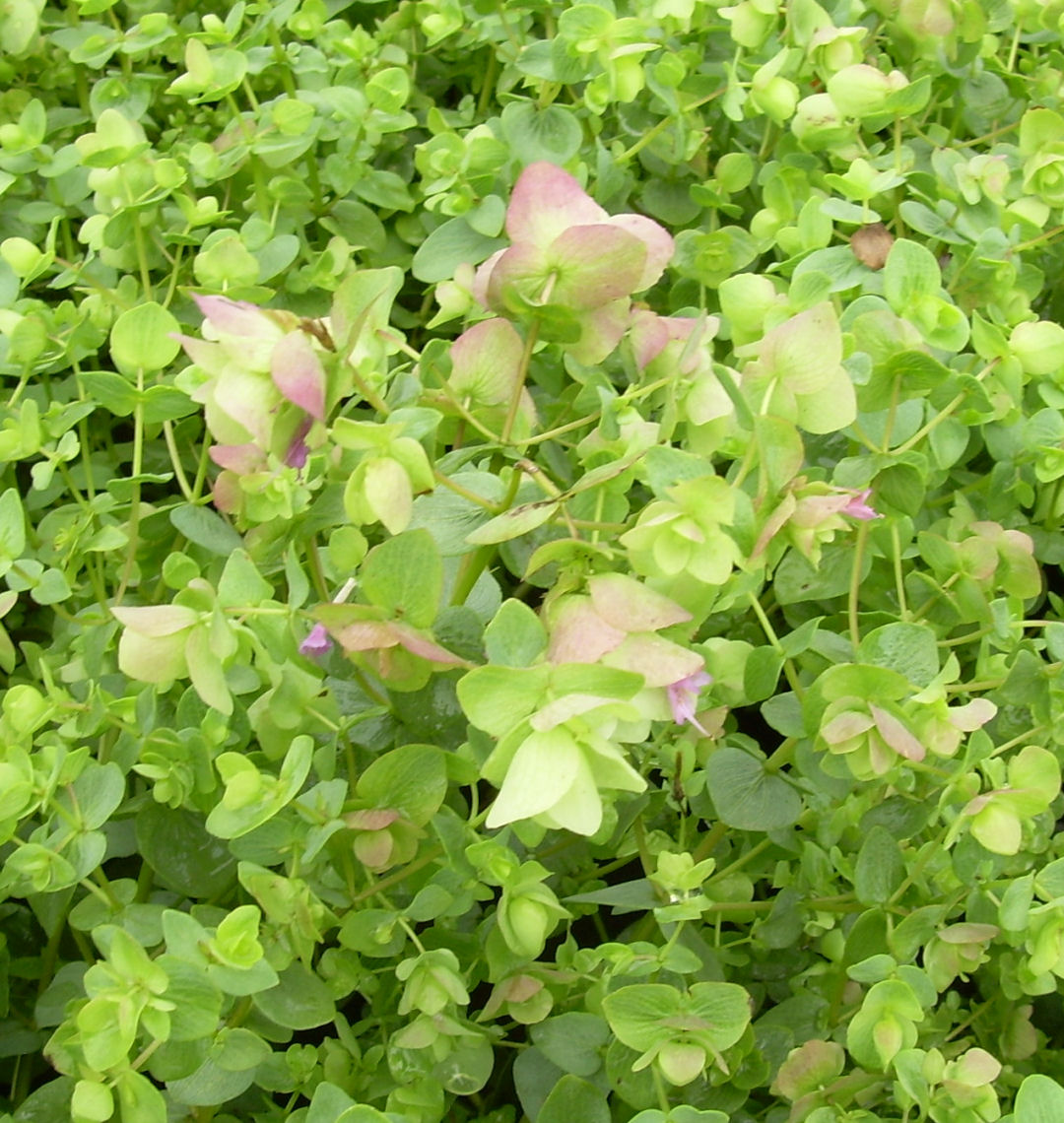 Kent Beauty Ornamental Oregano | Natorp's Online Plant Store