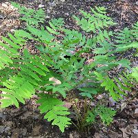 Royal Fern | Natorp's Online Plant Store