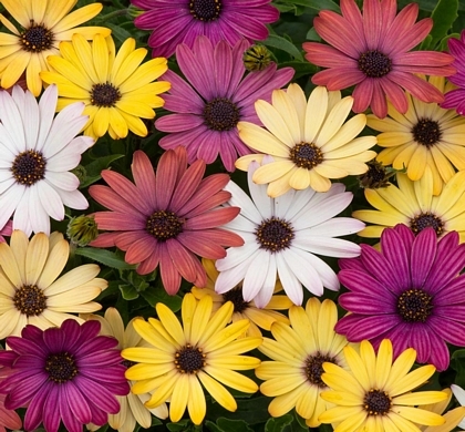 Akila Grand Canyon Mix Osteospermum | Natorp's Online Plant Store