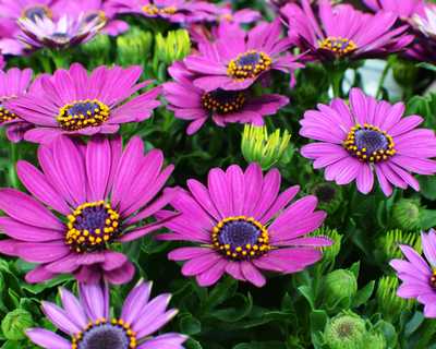 Margarita® Cool Purple African Daisies | Natorp's Online Plant Store