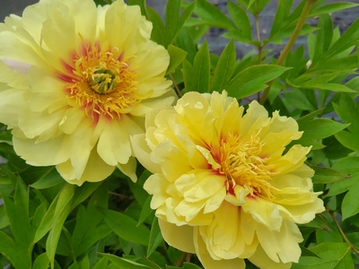 Bartzella Peony (Itoh) | Natorp's Online Plant Store