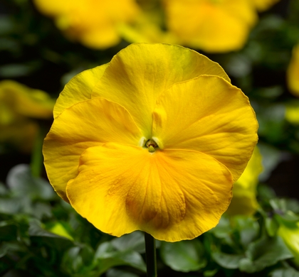 Delta Premium Pure Yellow Pansy | Natorp's Online Plant Store