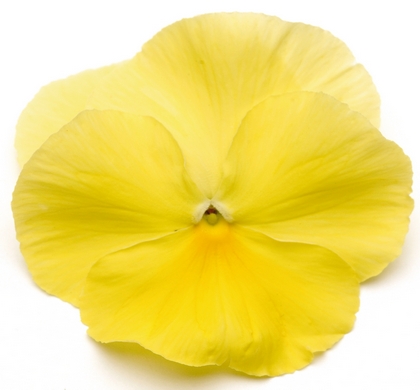 Spring Matrix Lemon Pansy | Natorp's Online Plant Store