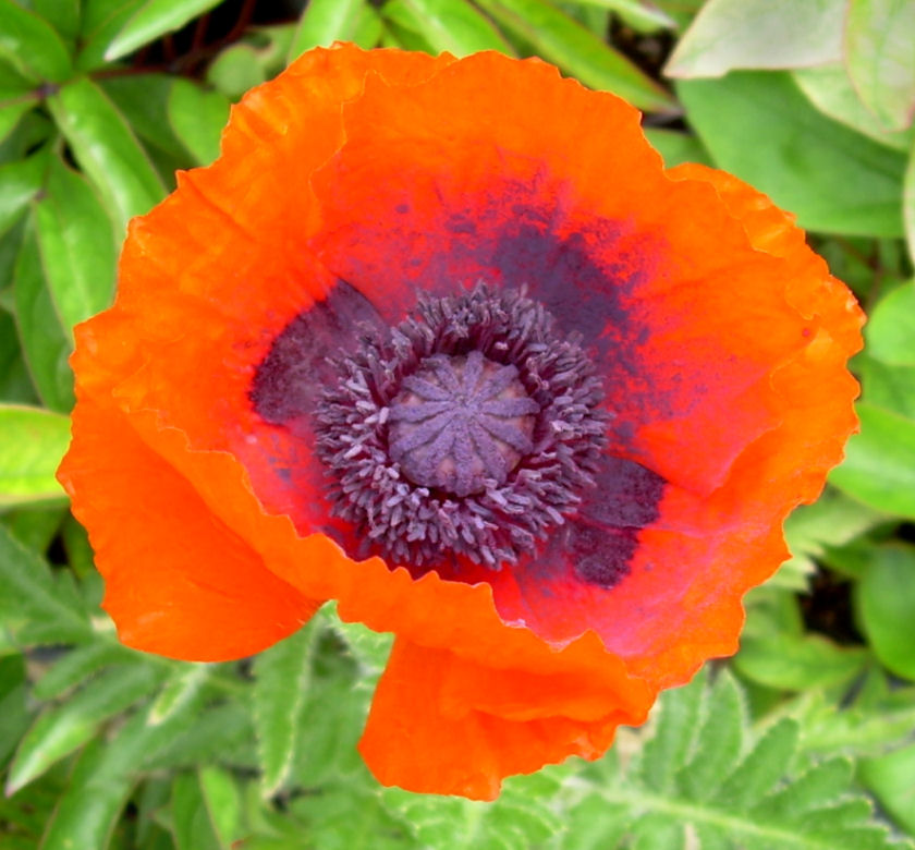 Prince of Orange Oriental Poppy | Natorp's Online Plant Store