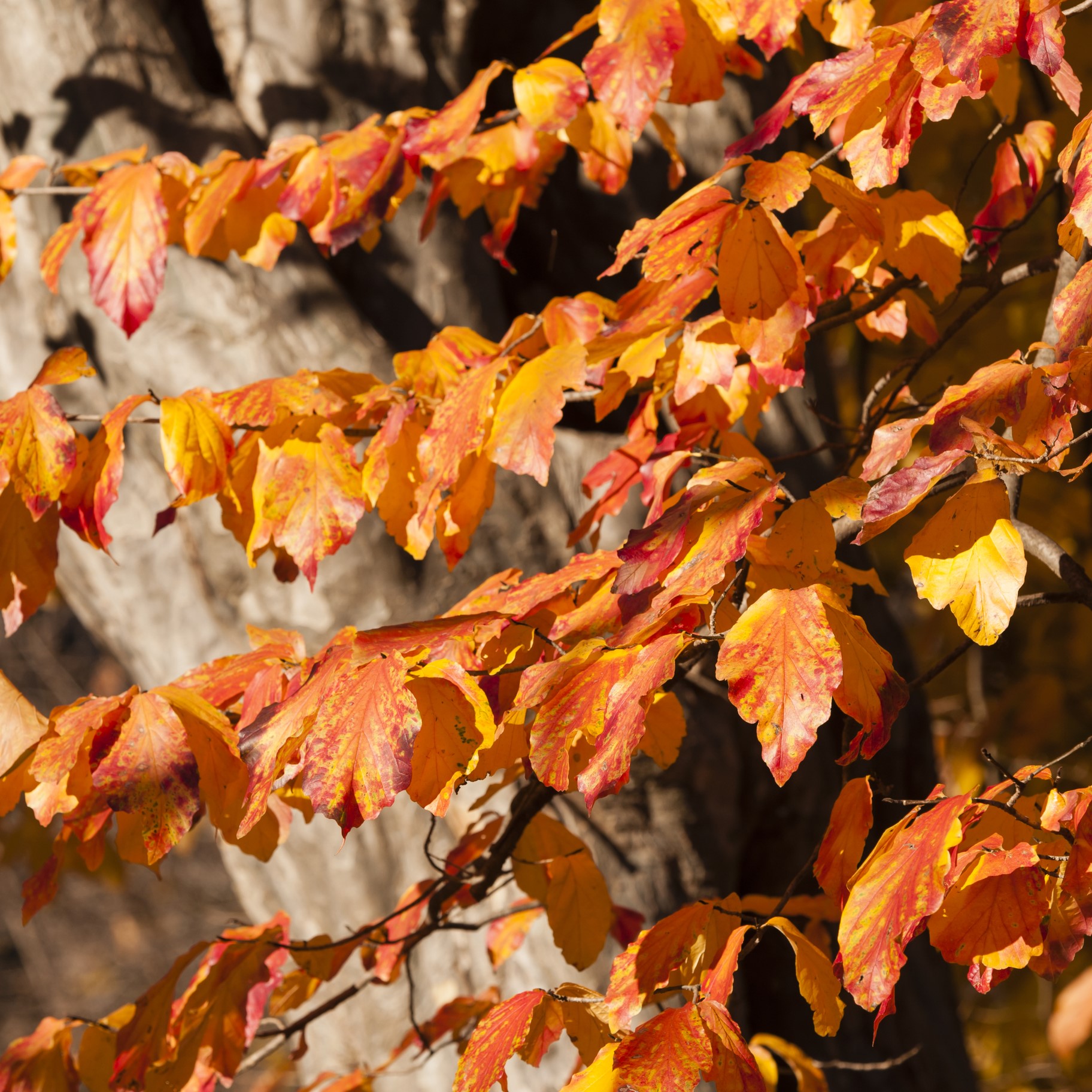 Persian Parrotia Tree Form | Natorp's Online Plant Store