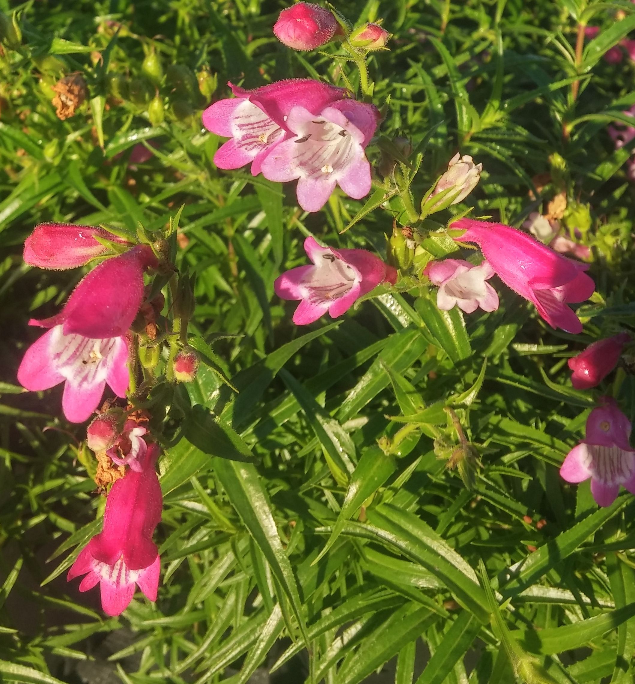 Red Rocks Beard Tongue | Natorp's Online Plant Store