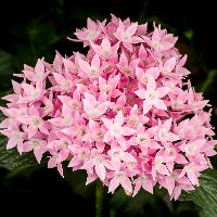 Starcluster™ Pink Pentas | Natorp's Online Plant Store