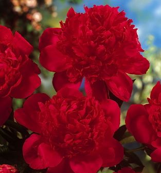 Red Magic Peony | Natorp's Online Plant Store