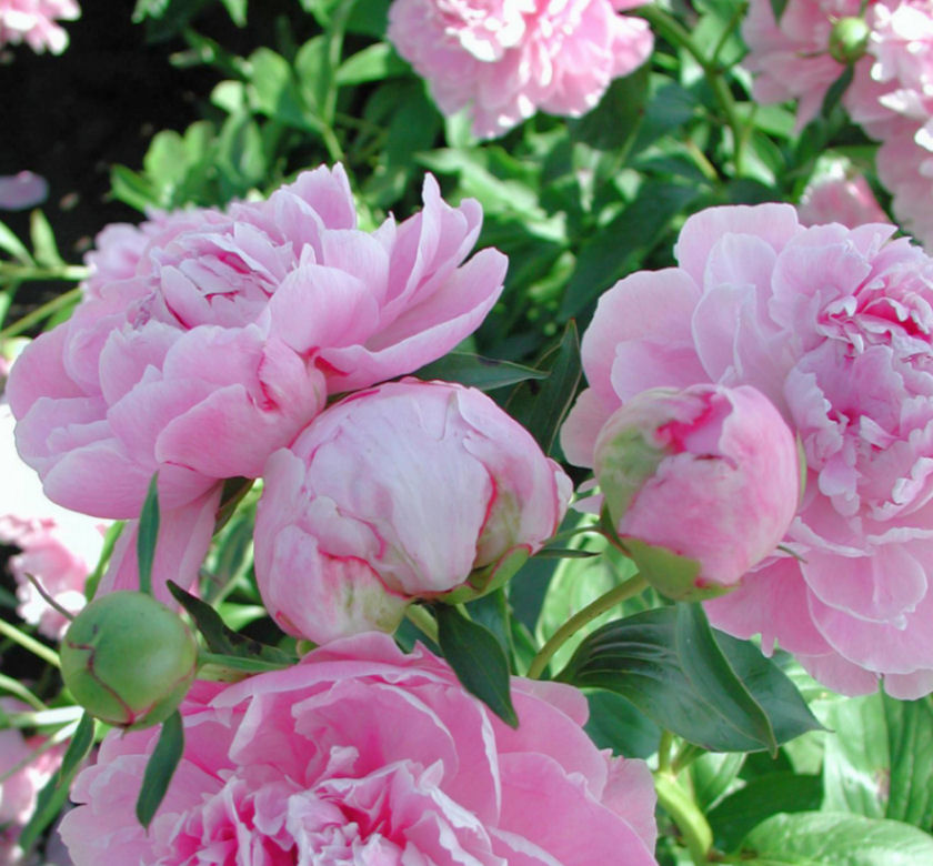 Dr. Alexander Fleming Peony | Natorp's Online Plant Store