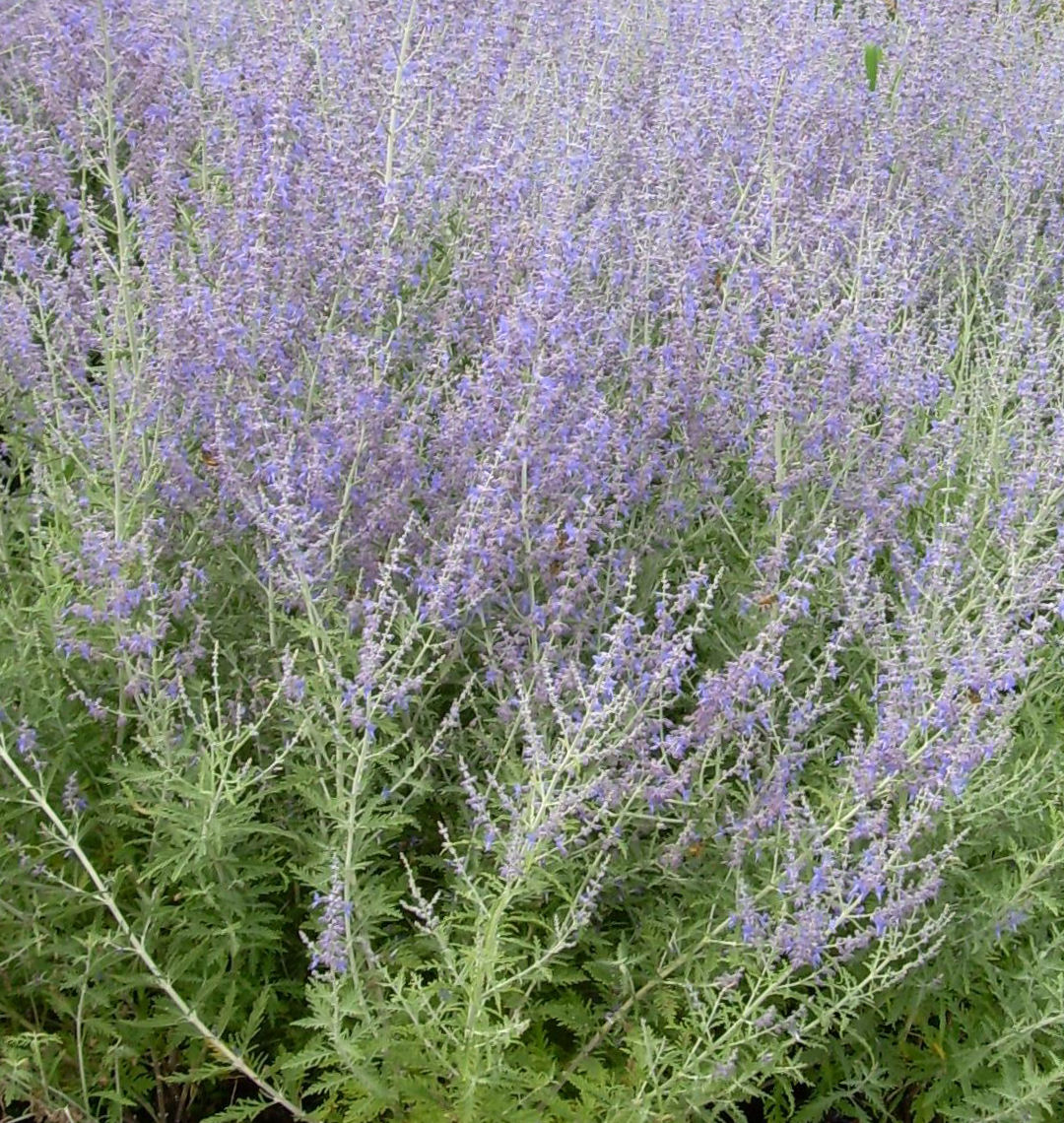 Little Spire Russian Sage | Natorp's Online Plant Store