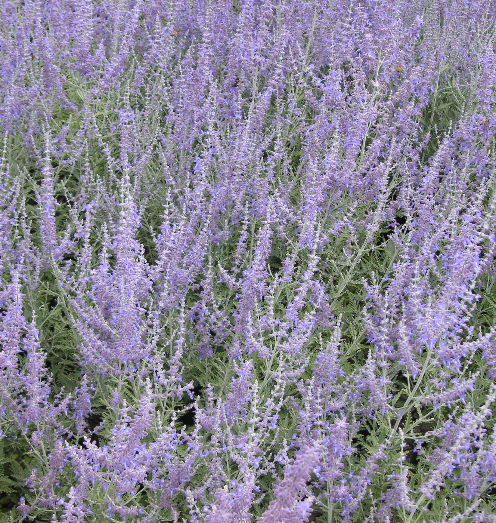 Russian Sage | Natorp's Online Plant Store